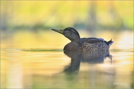 <p>KACHNA DIVOKÁ (Anas platyrhynchos) ---- /Mallard - Stockente/</p>